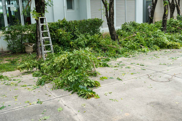  Prairie Village, KS Tree Removal Pros